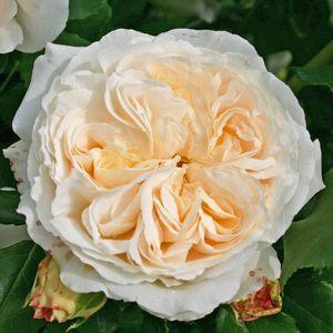 Vrtnice Floribunda - Roza - Kosmos® - 
